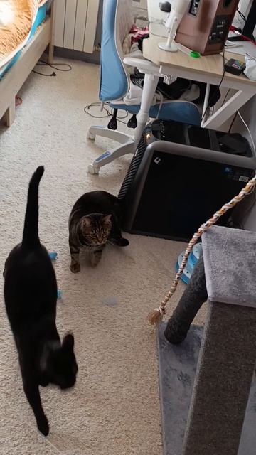 Кошка и два кота