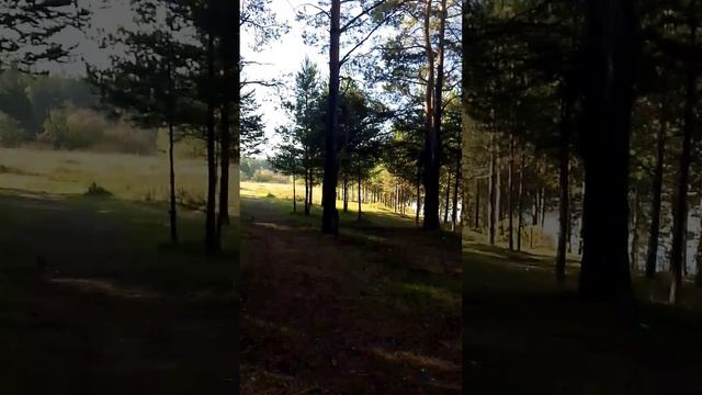 Марсианские истории.