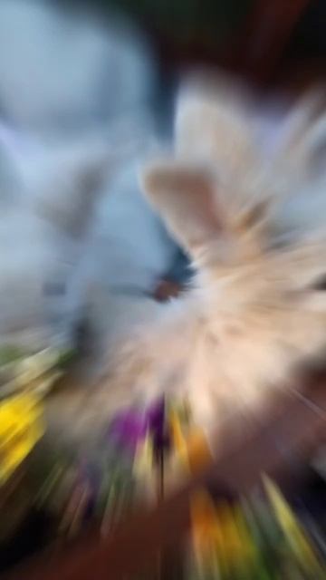 Милота вам в ленту #природа #красота