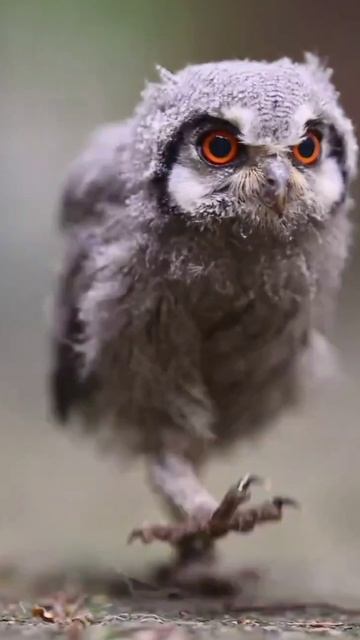 Птицы #природа #птицы