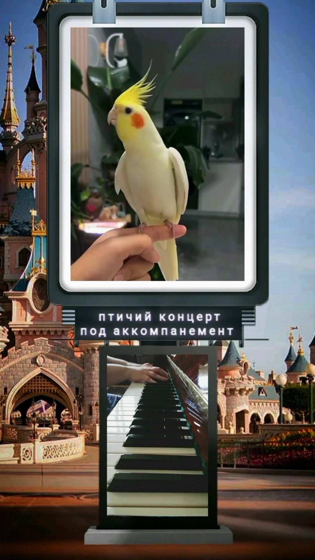 Птичий концерт под аккомпанемент 🎹 🐦 полная версия