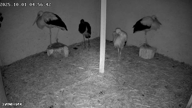 🔴LIVE🔴 Брестский аист, Зимник