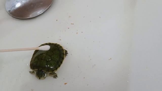 Ухаживаем за черепашкой! 🐢 Скрытая съёмка 📸 ( подглядываем за черепашкой)