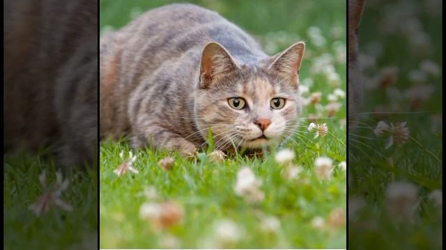 D12ae667bd12475deadc49946846640f