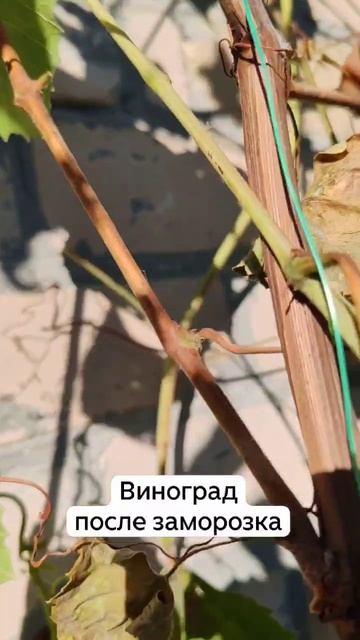 Виноград после заморозка