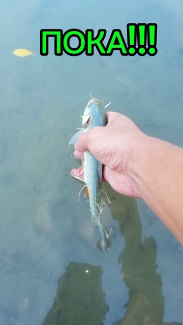 Поздоровался и отпустил