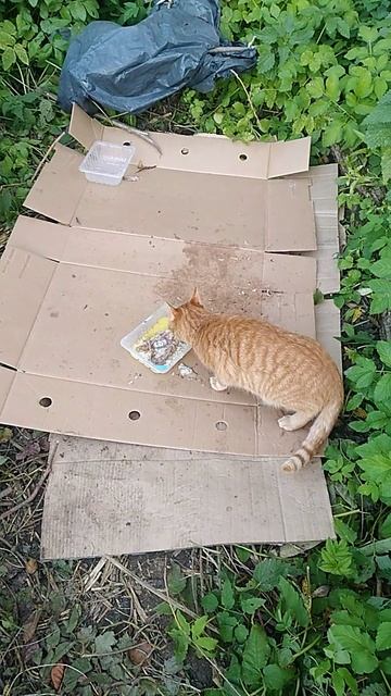 РЫЖИНЬКИЙ КРАСАВЧИК