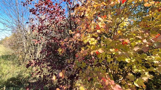 Сорт калины Мария, радует и красотой и урожаем