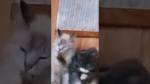 Кошки такие интересные