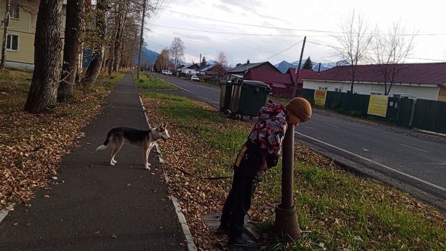 гуляем с собаками 🐶
