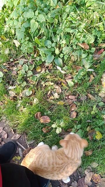 РЫЖИНЬКИЙ ТАНЦОР ДИСКО!!!