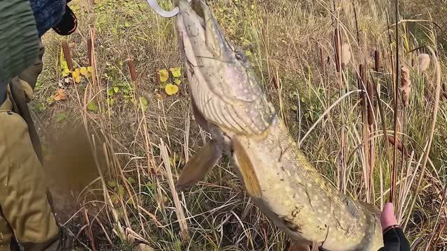 Поставил виб и ТУТ НАЧАЛОСЬ! Рыбалка на спиннинг в начале октября 2025.