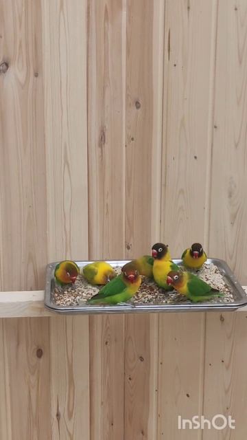 Попугайня Екатеринбург.