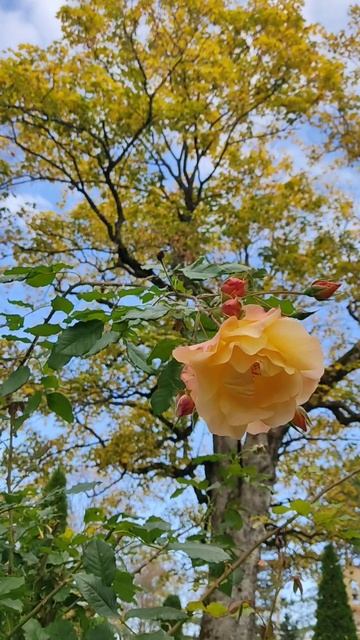 Благоухающая роза