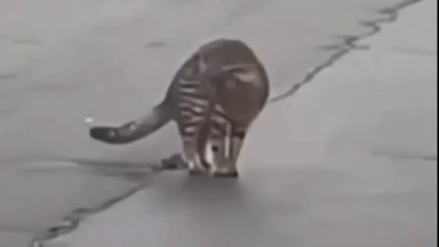 РЕАНИМАТОР