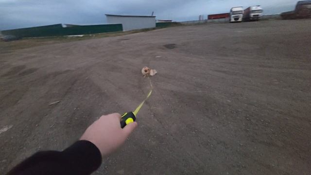 1000 раз поставил роспись / ВЗЯЛ С СОБОЙ НАПАРНИКА ГАВ ГАВЫЧ #камаз5490 #ДАЛЬНОБОЙ