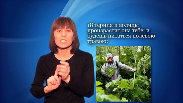 Что такое терния и волчцы?