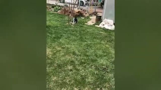 Щенок восточно европейской овчарки и шотландская веслоухая кошечка. Наши пушистый друзья.