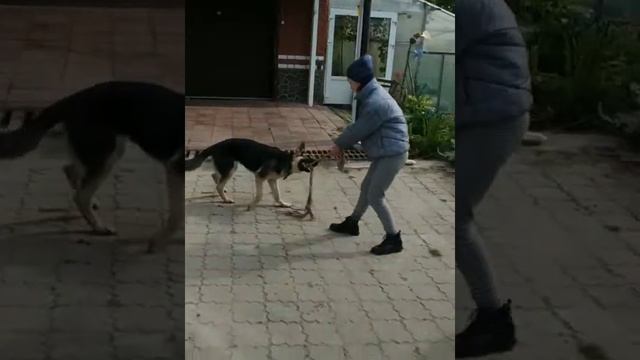 Восточноевропейская овчарка Альфа. Исполнился год.