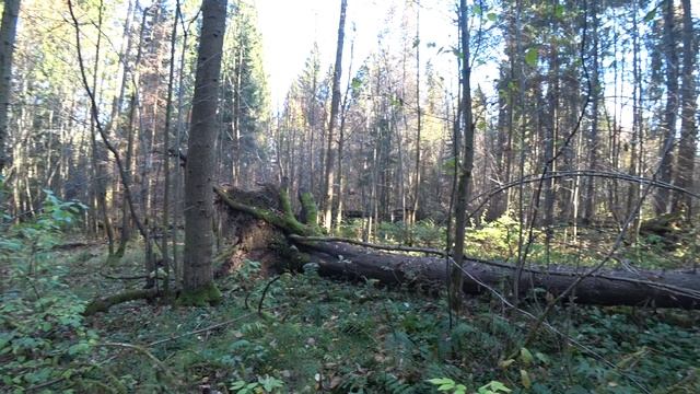 Прогулка в осенний лес, грибы, привал. Пермь, 7 окт 2025