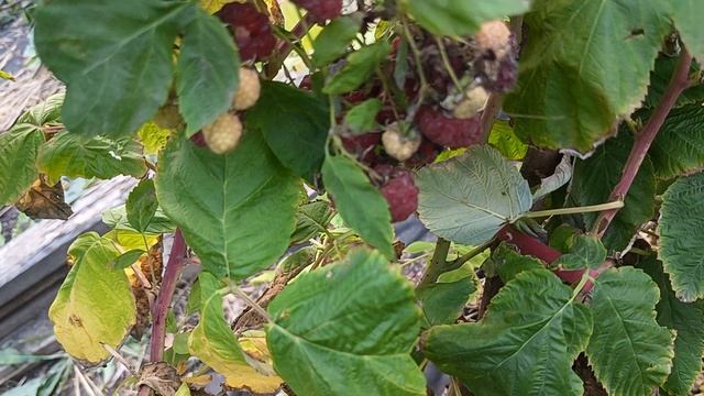 Малина Поранек. 08.10.25 г