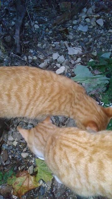 АЖ ВСЕ УСЫ В СМЕТАНЕ!!!