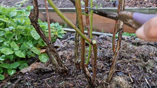 Обрезка 7-летнего куста голубики сорта Джерси на омоложение.