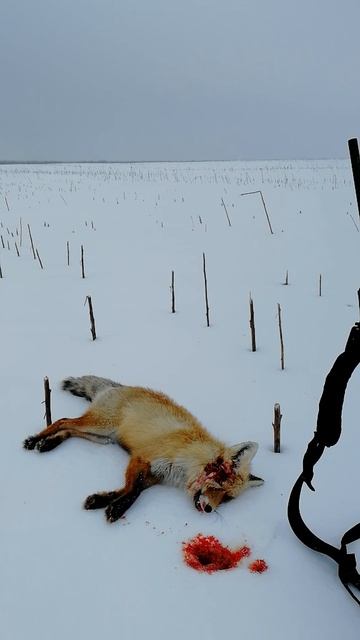 22.02.2020 Хедшот