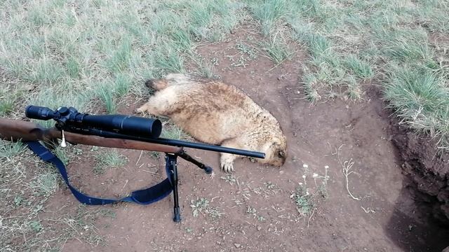 14.07.2019 Сурок