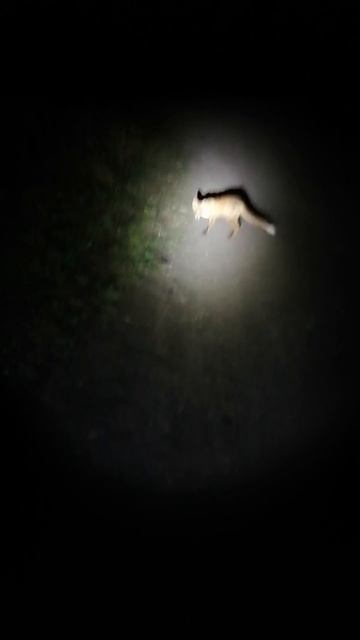 04.10.2020 Бывают и такие встречи )))