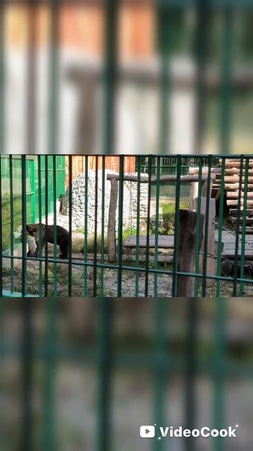 Танцующий медведь. Такого вы ещë не видели