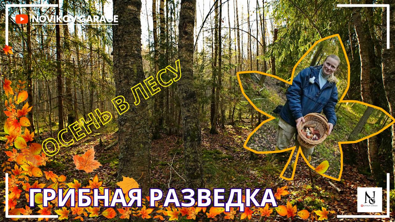Грибная разведка 09 октября 2025. Всеволожский район.