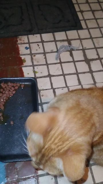 РЫЖЕЕ ЧУДО!!!