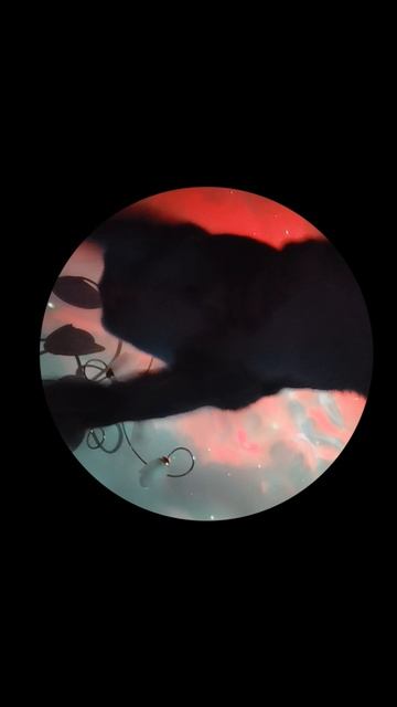 Кото-педро!#Кото-педро #short