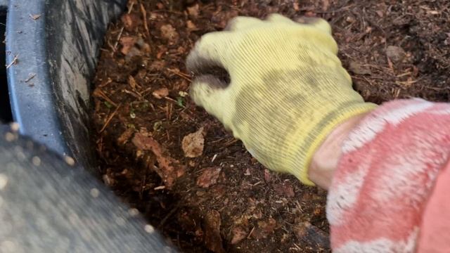 Что такое хвойный опад и как я его использую.