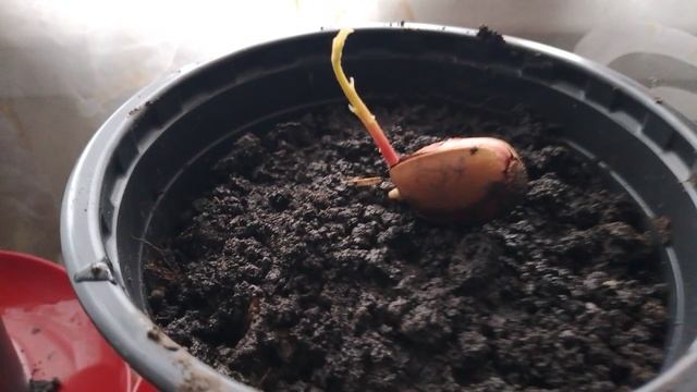 Жёлуди проросли будущие дубки