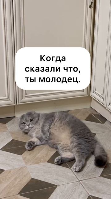 Самый счастливый кот.