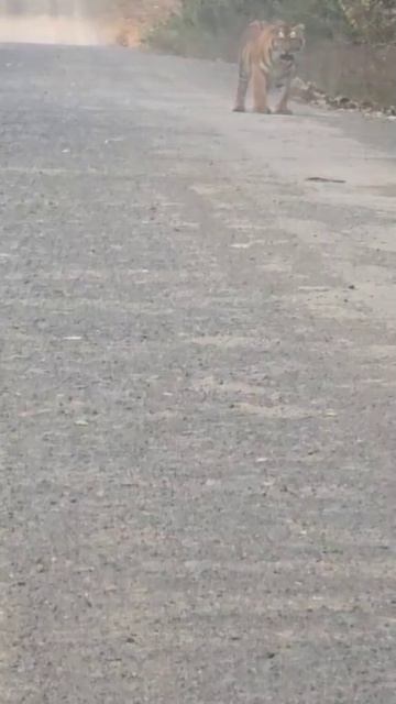 тигры в Приморье