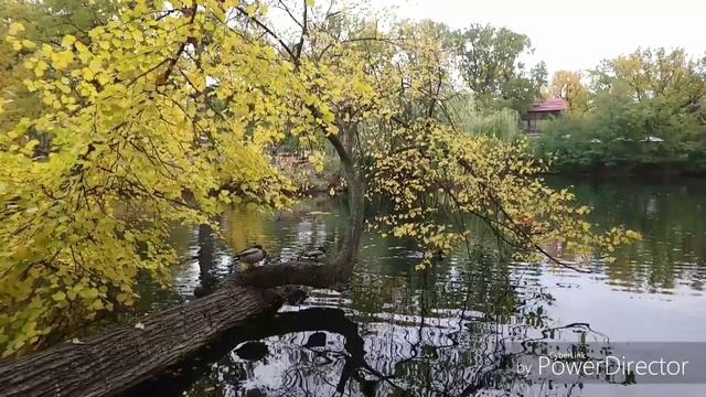 Осень, начало, 2025