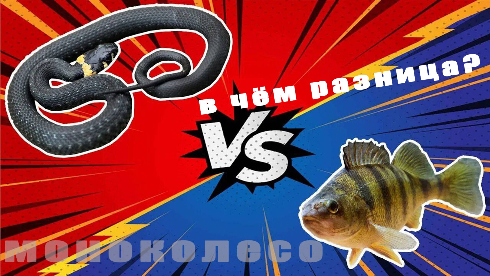 Моноколесо. Змейка Vs Рыбка. В чём разинца.