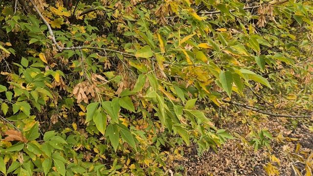 Клен ясенелистный - ужасный инвазивный сорняк, только полное истребление