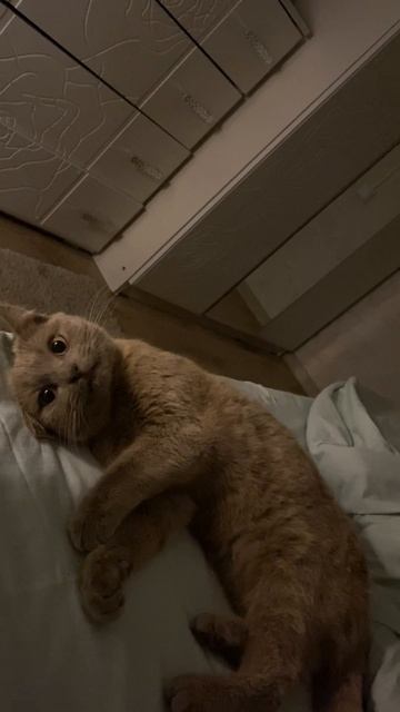 Песенка на ночь от малышки Киры