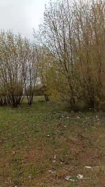 Елькино обзор участка