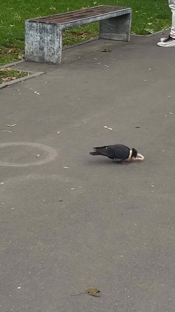 когда я гуле дала хлеб он: