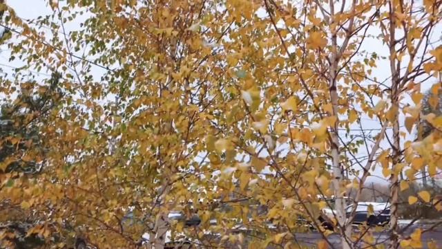 Знаменный распев С праздником Покрова Пресвятой Богородицы