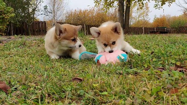 Фрай Винд Т-помет, щенки вельш корги пемброк, возраст 65 дней