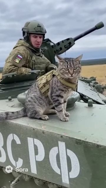 Кот командир