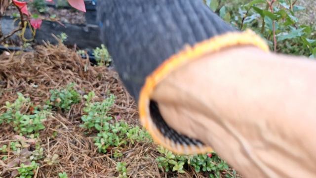 Шубка для моей царицы брусники.