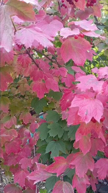 D7548660222113f91658ee3b4c56be46