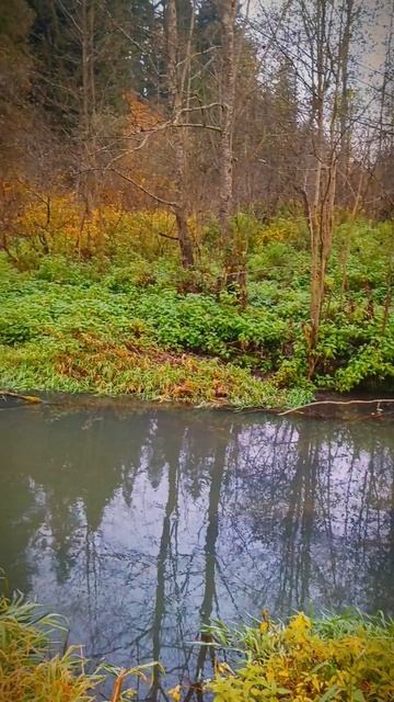 Река Разварня. Осенние виды.mp4